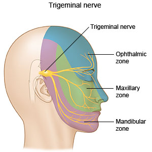 Trigemial nerve illustration. Ophtalmic, Maxillary and mandibular nerve  Stock Illustration